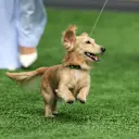 Leo, Miami Grand Prix'sinde halı sahanın tadını çıkarıyor