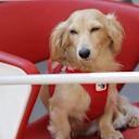 Leo padokta tanıdık bir yüz haline geldi